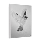 "Songbird Study" Stretched Canvas