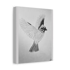 "Songbird Study" Stretched Canvas