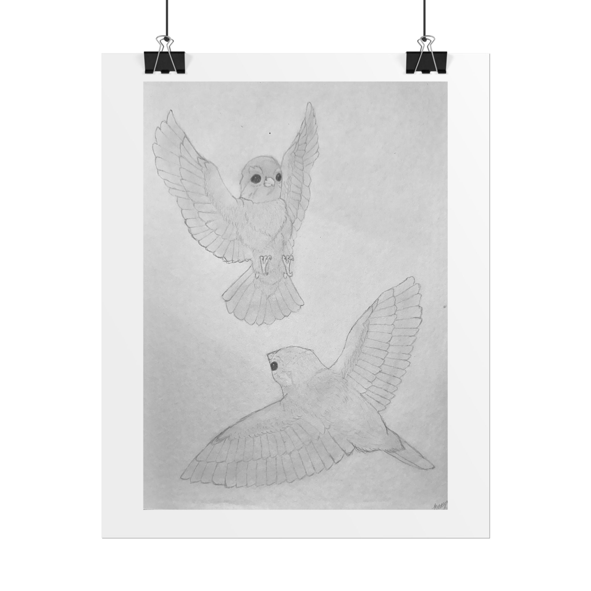 "Finch Study" Limited Edition Print