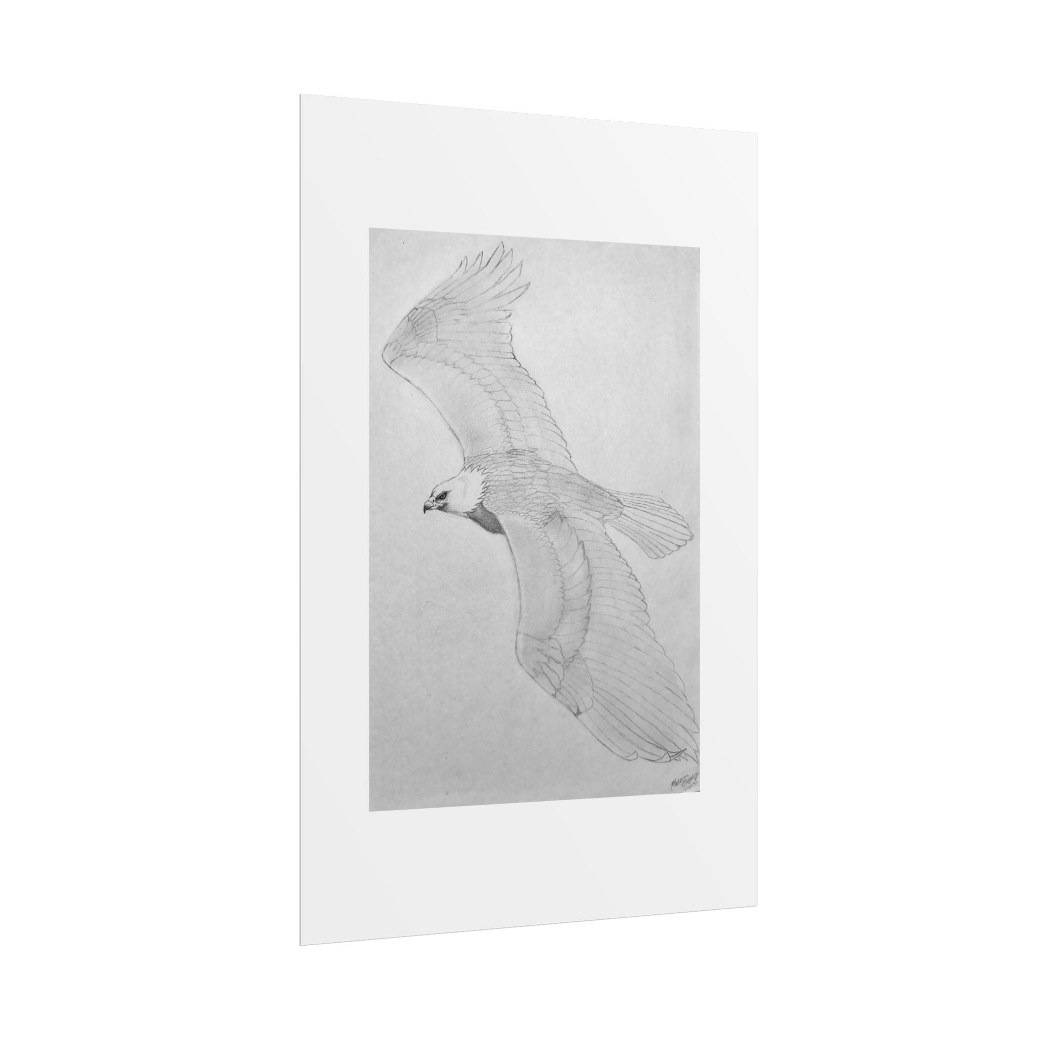 "Eagle Study" Limited Edition Print