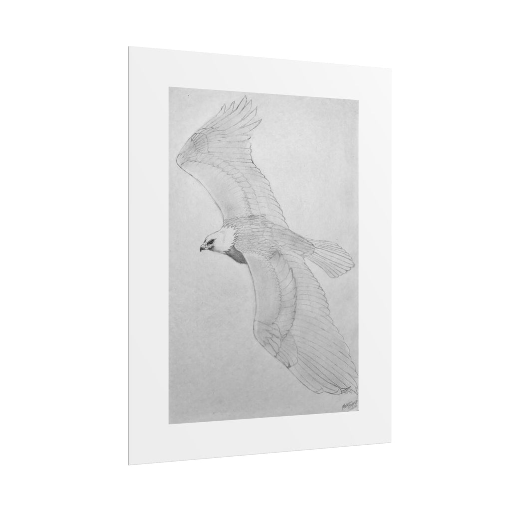 "Eagle Study" Limited Edition Print