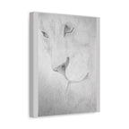 "Lion Study" Stretched Canvas