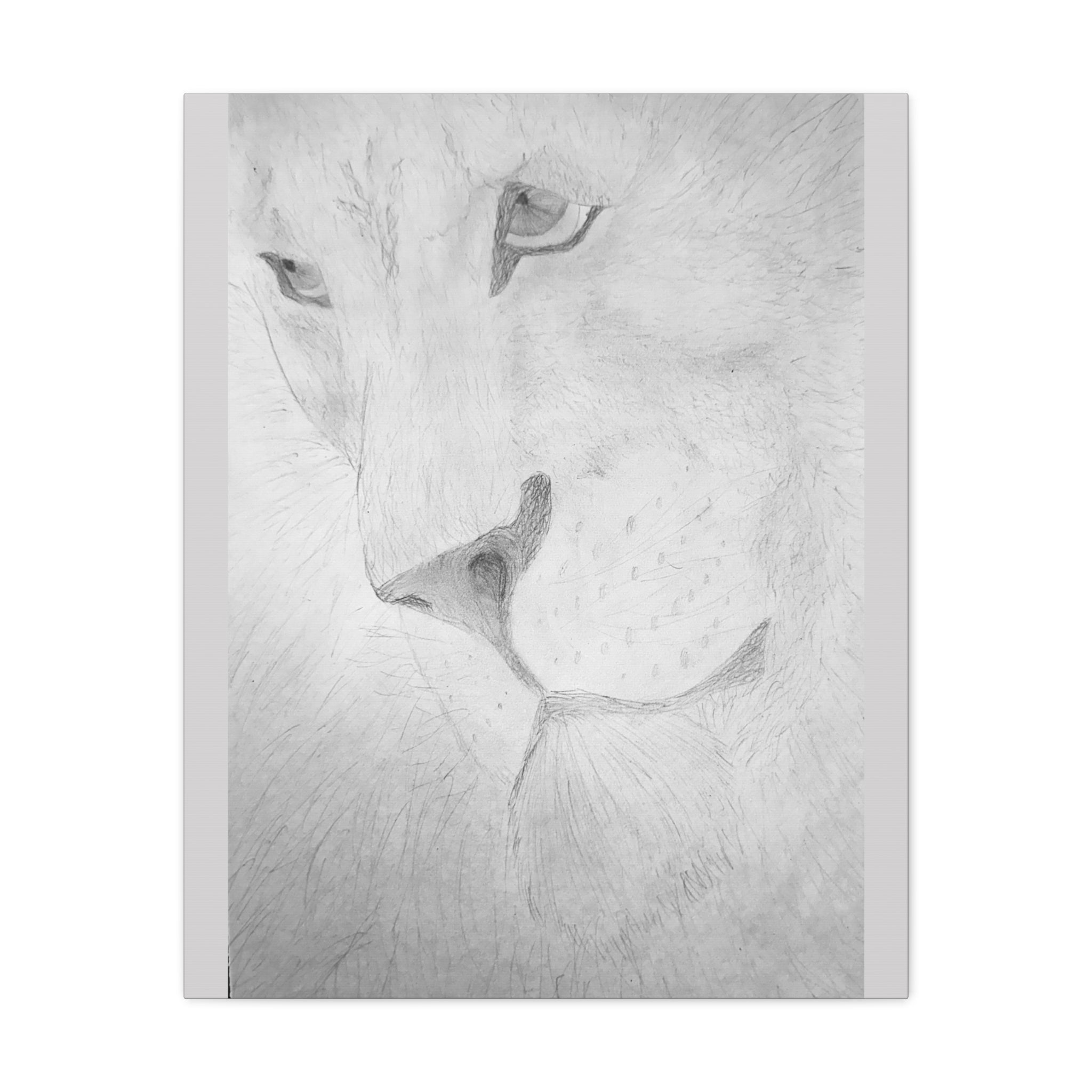 "Lion Study" Stretched Canvas