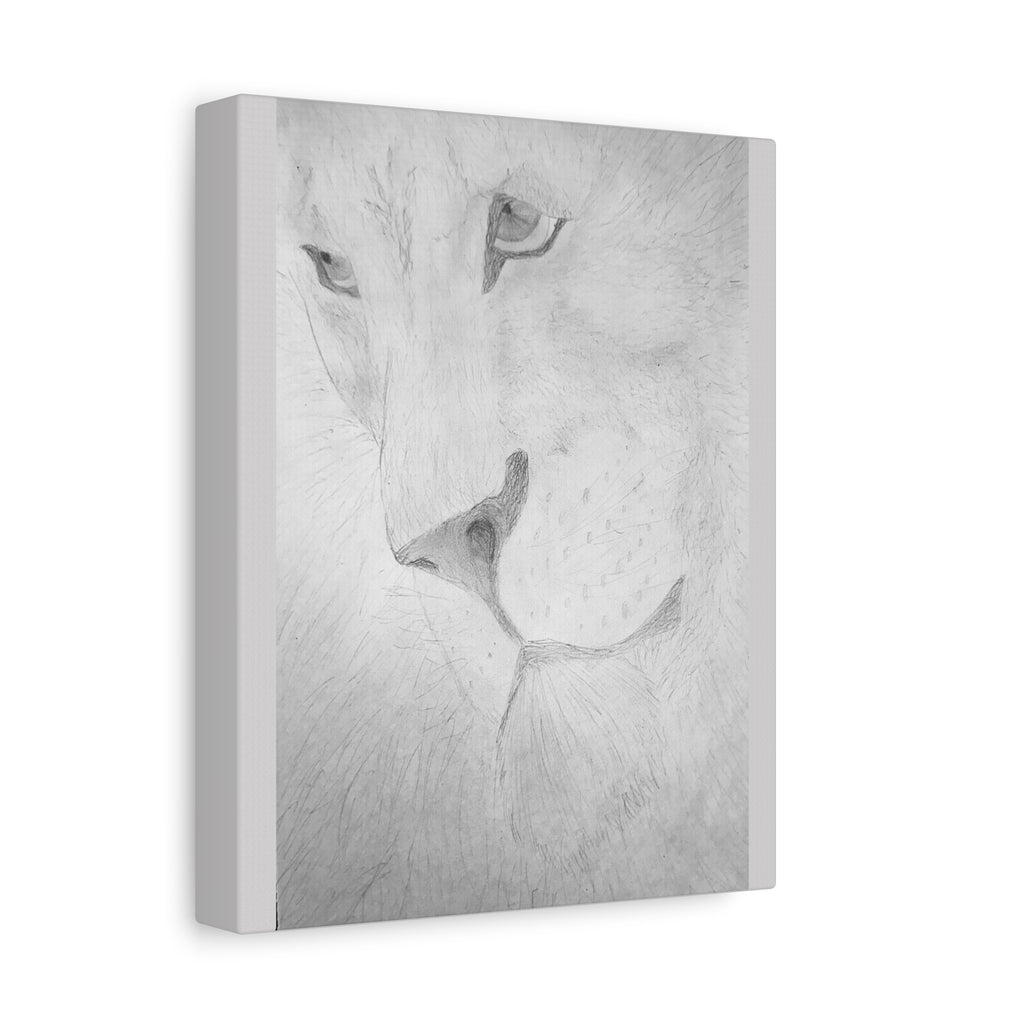 "Lion Study" Stretched Canvas
