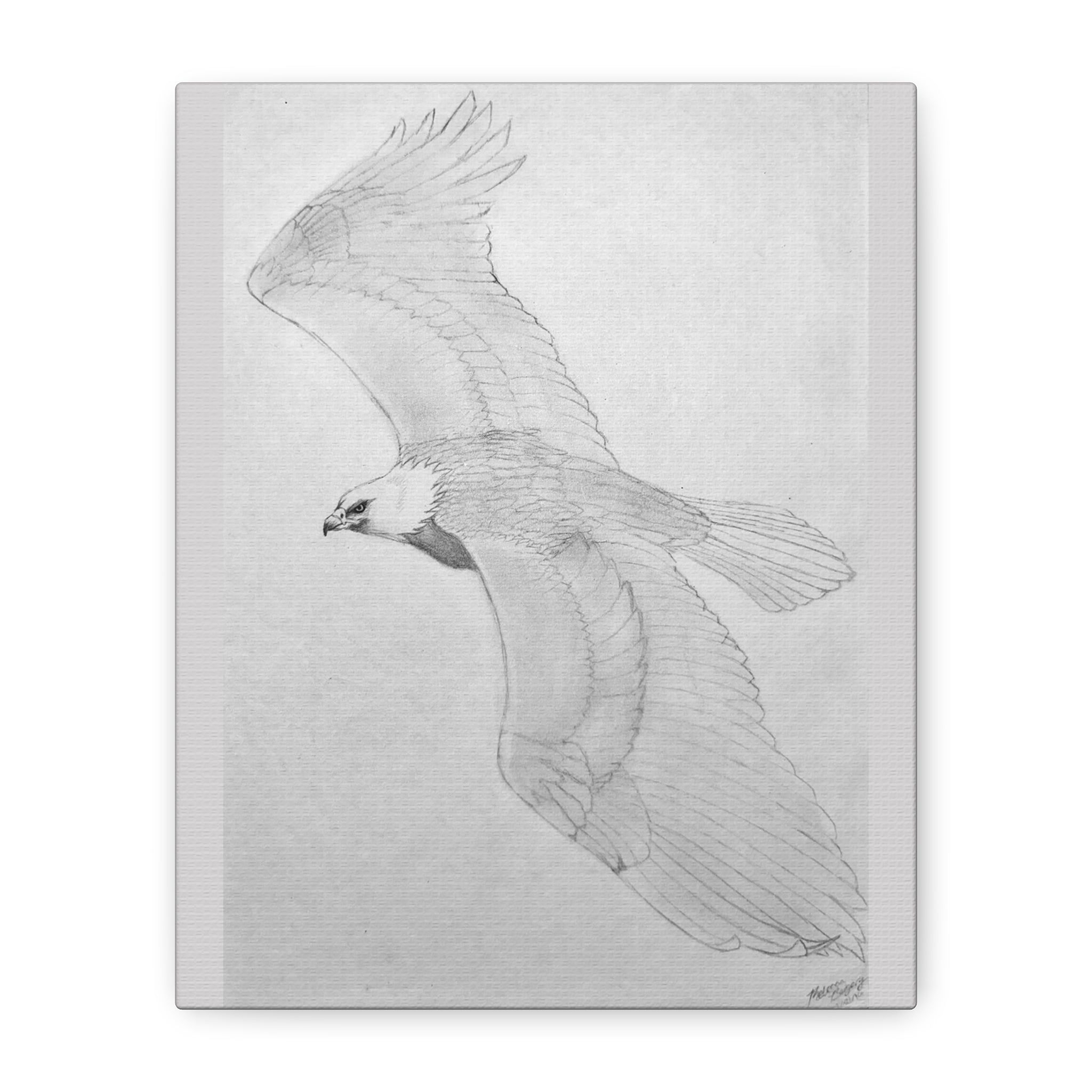"Eagle Study" Stretched Canvas