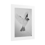 "Songbird Study" Limited Edition Print
