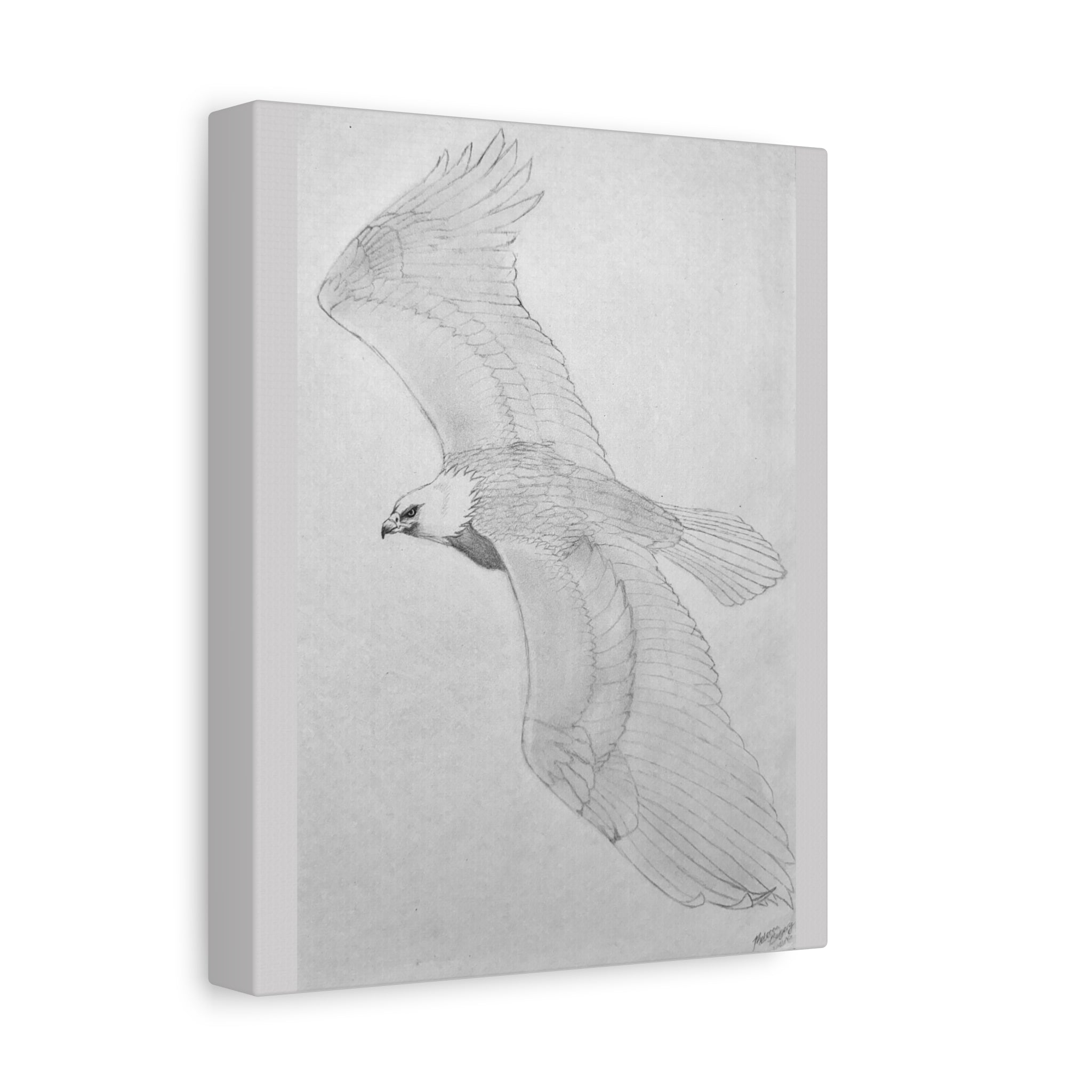 "Eagle Study" Stretched Canvas