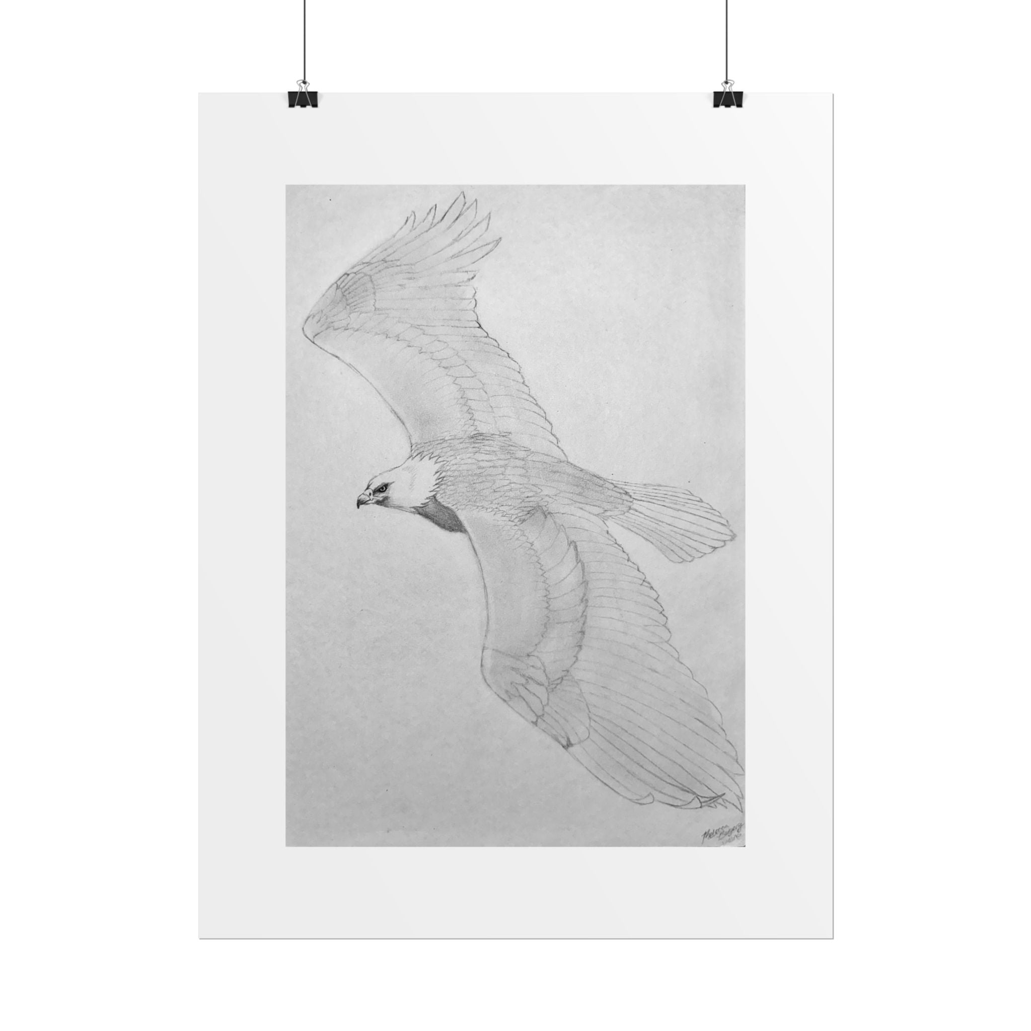 "Eagle Study" Limited Edition Print