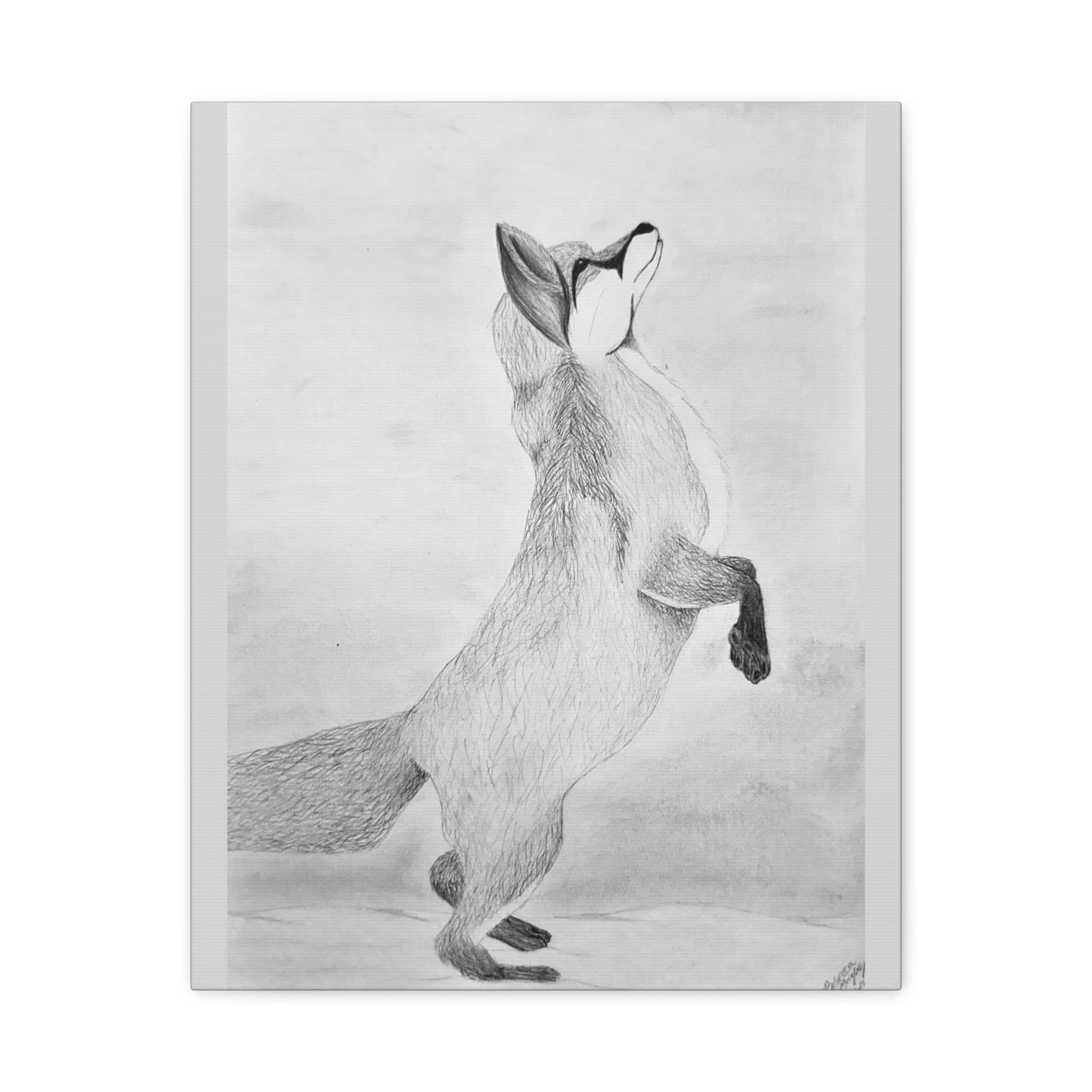 "Fox Study" Stretched Canvas