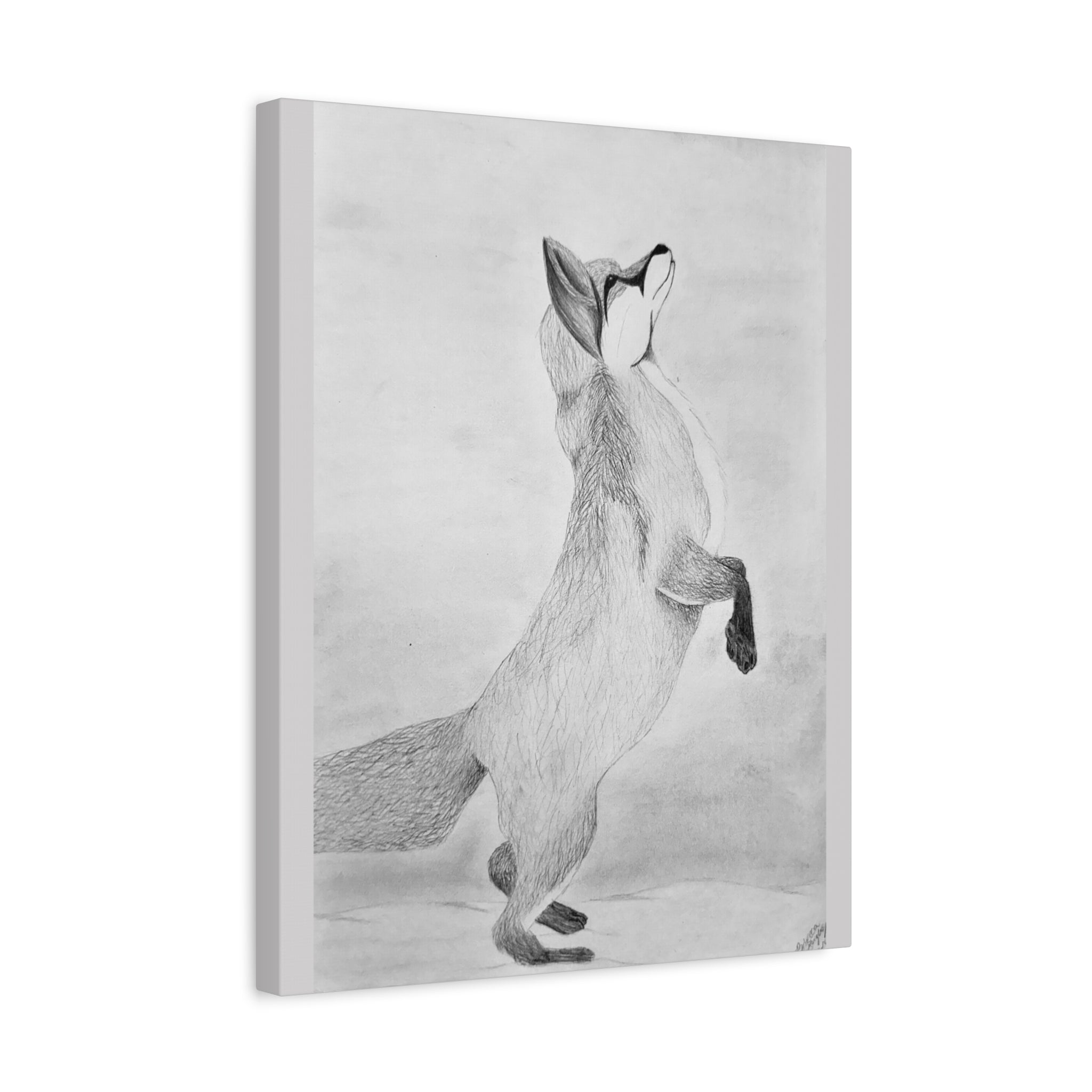 "Fox Study" Stretched Canvas