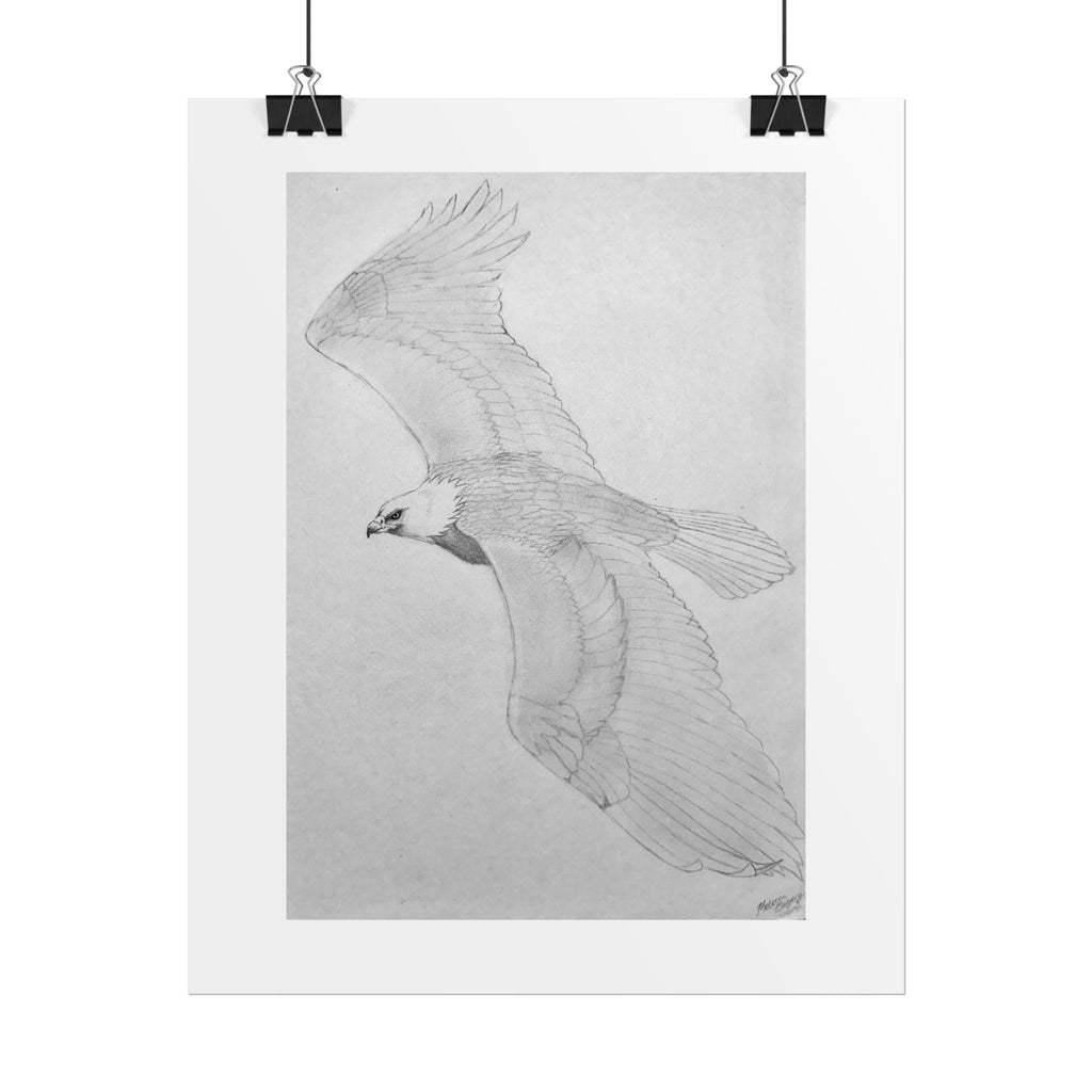 "Eagle Study" Limited Edition Print