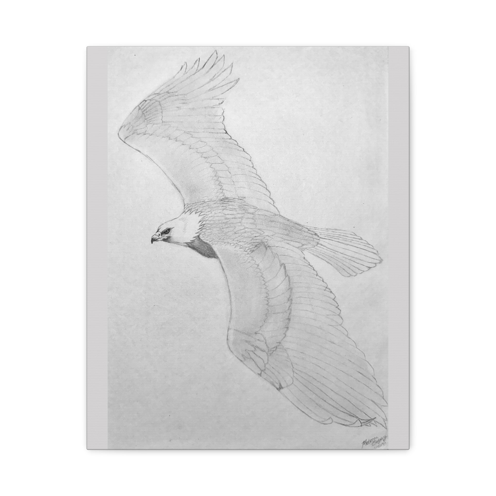 "Eagle Study" Stretched Canvas