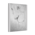 "Lion Study" Stretched Canvas