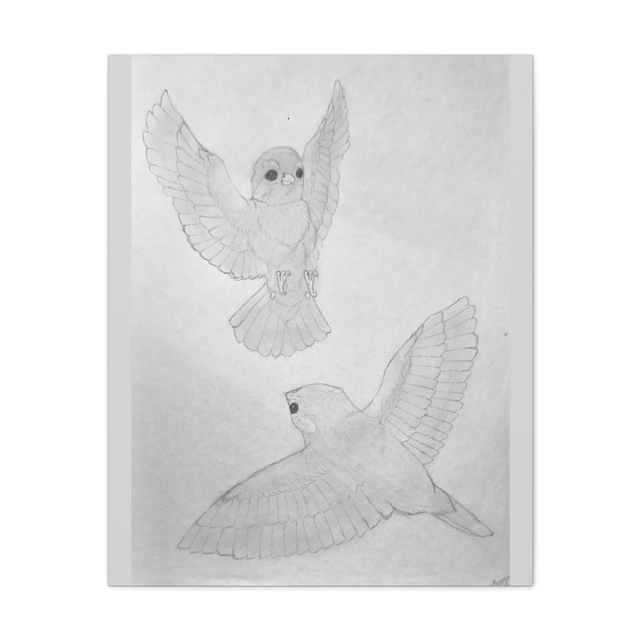 "Finch Study" Stretched Canvas