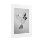 "Songbird Study" Limited Edition Print