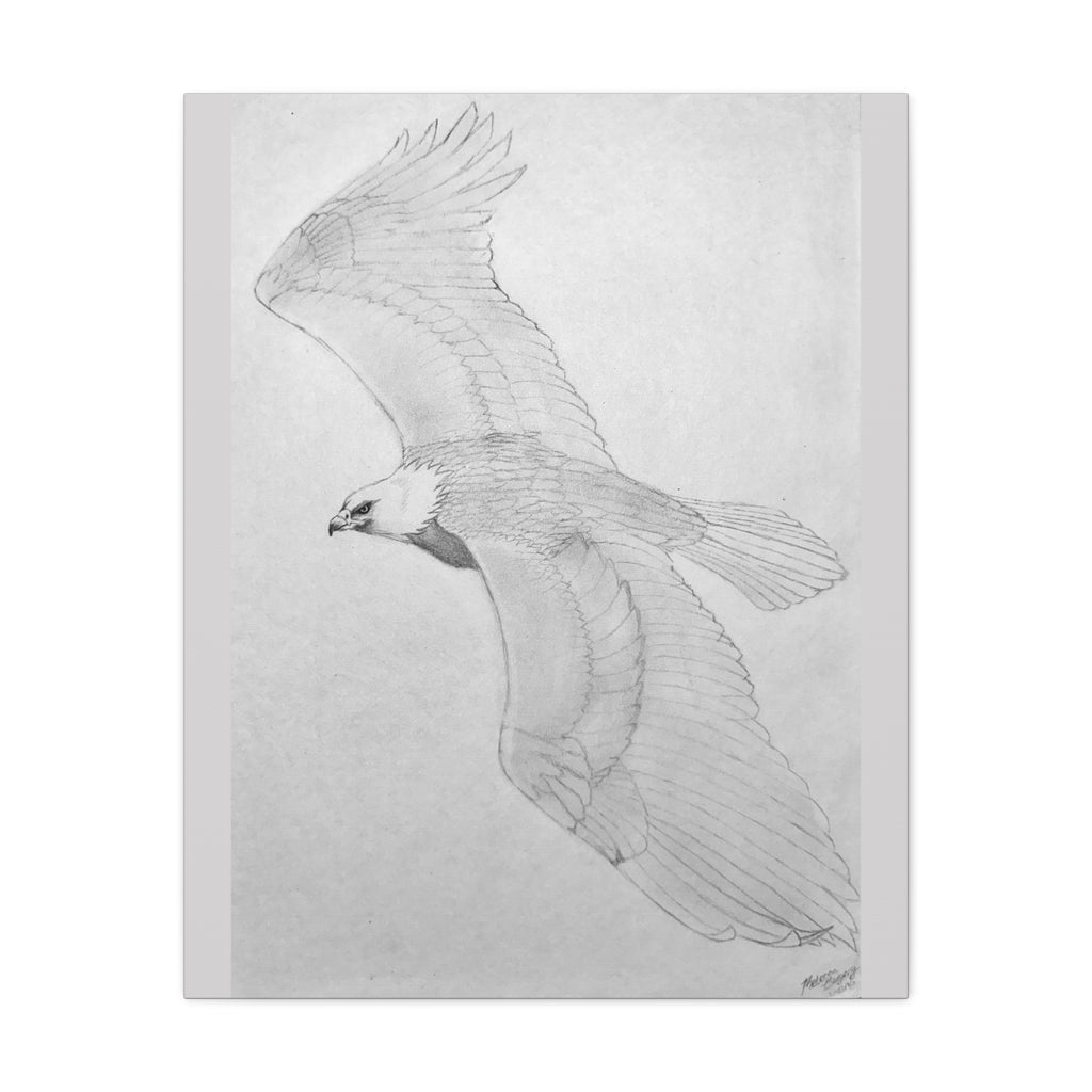 "Eagle Study" Stretched Canvas