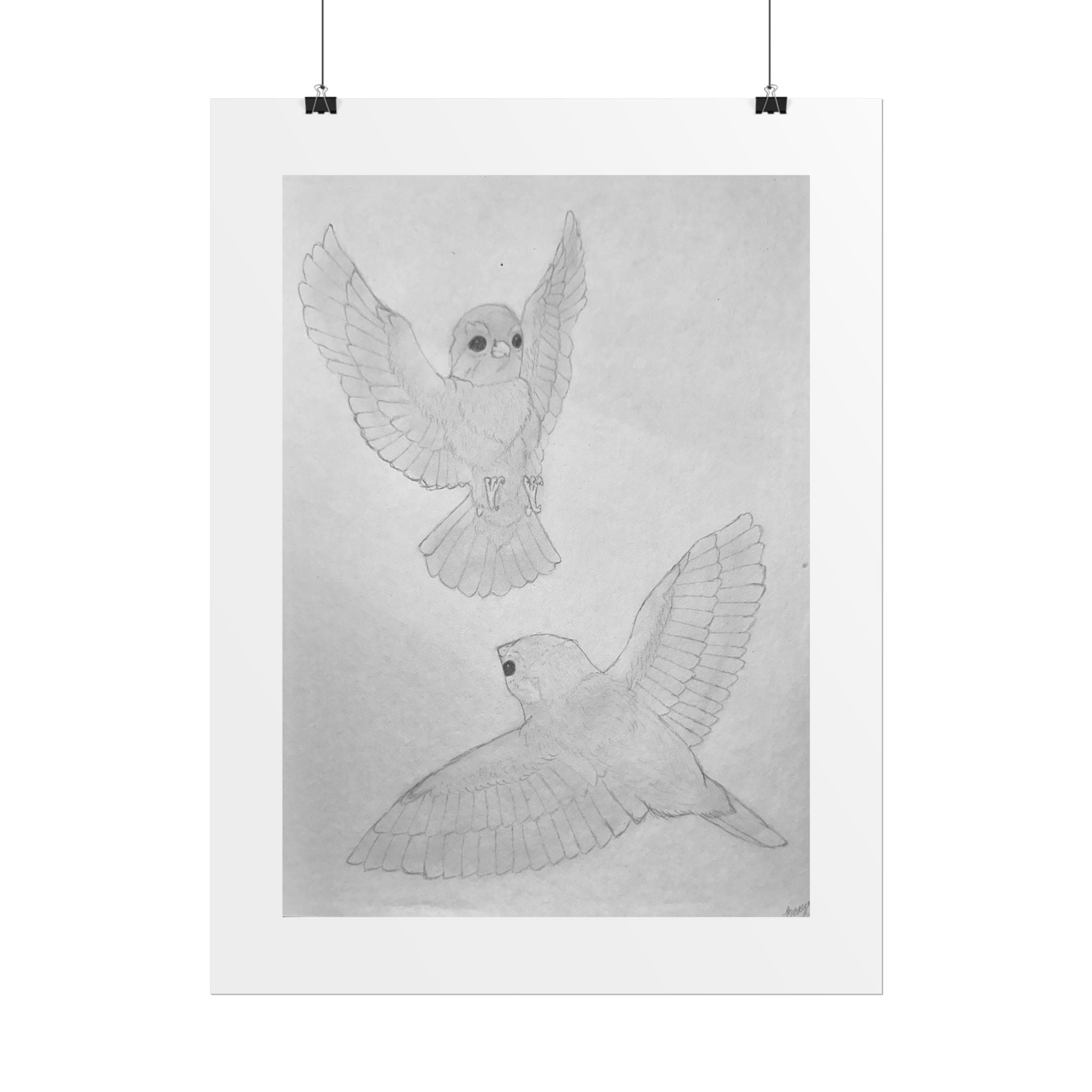 "Finch Study" Limited Edition Print