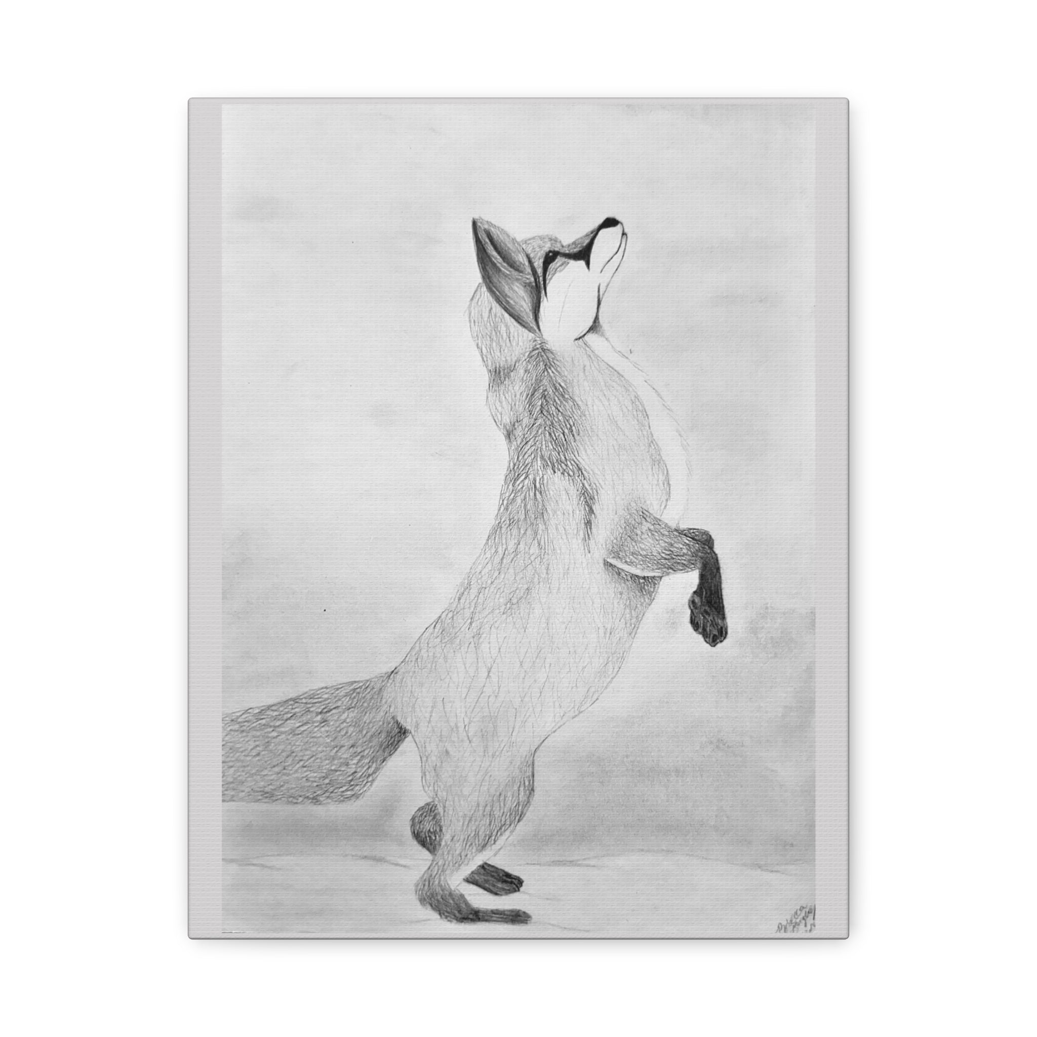 "Fox Study" Stretched Canvas
