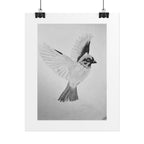 "Songbird Study" Limited Edition Print