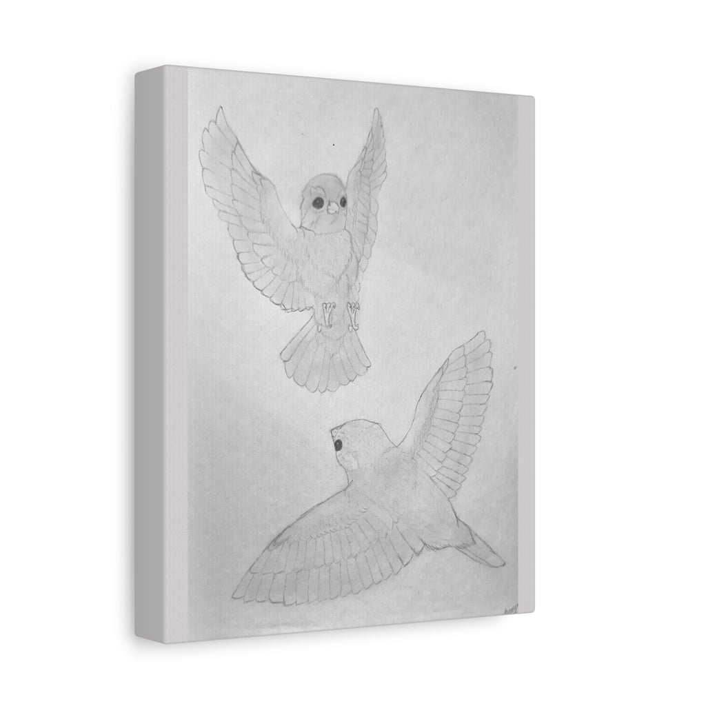 "Finch Study" Stretched Canvas