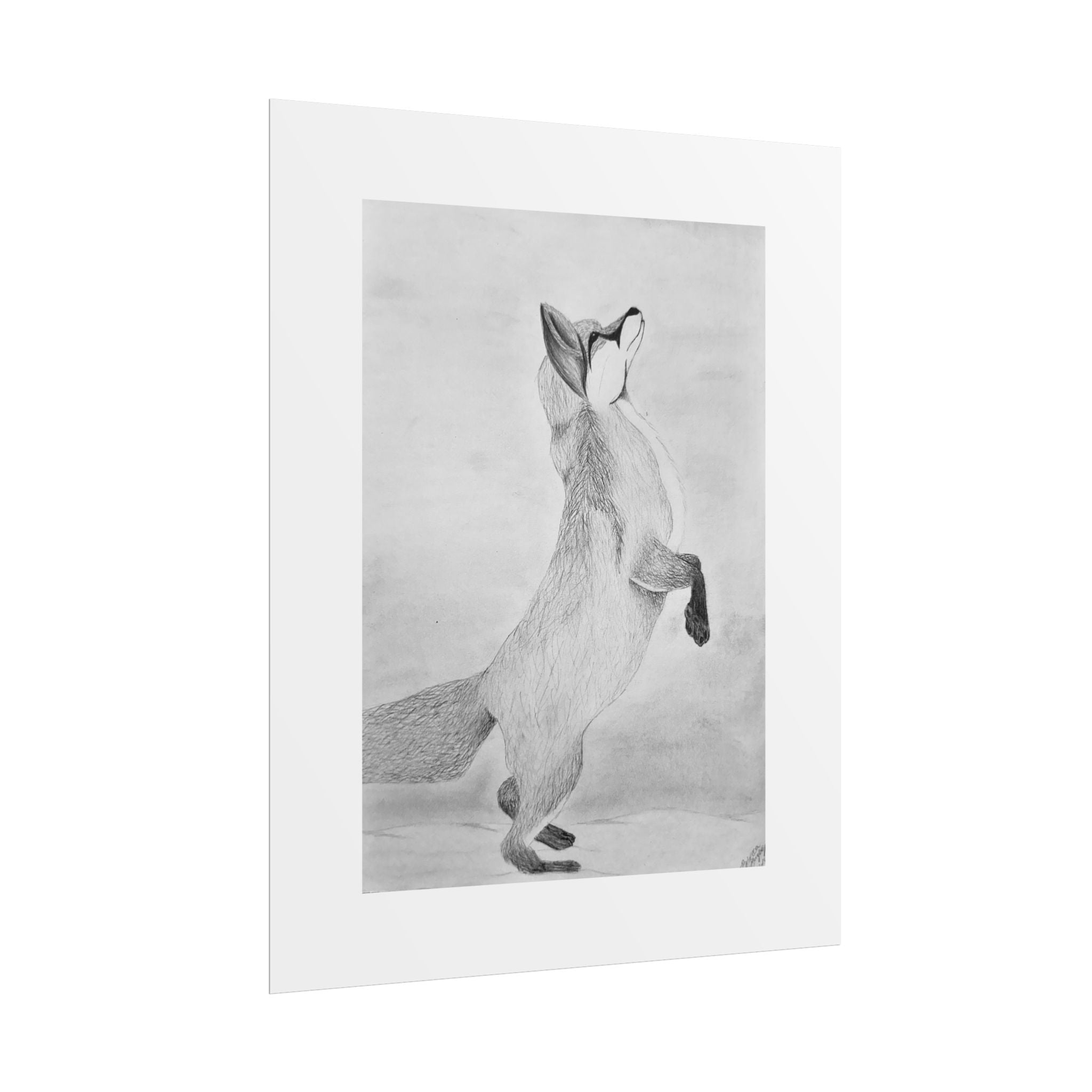 "Fox Study" Limited Edition Print