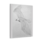 "Eagle Study" Stretched Canvas