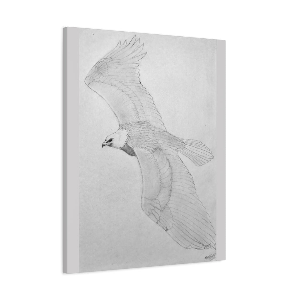 "Eagle Study" Stretched Canvas