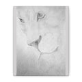 "Lion Study" Stretched Canvas
