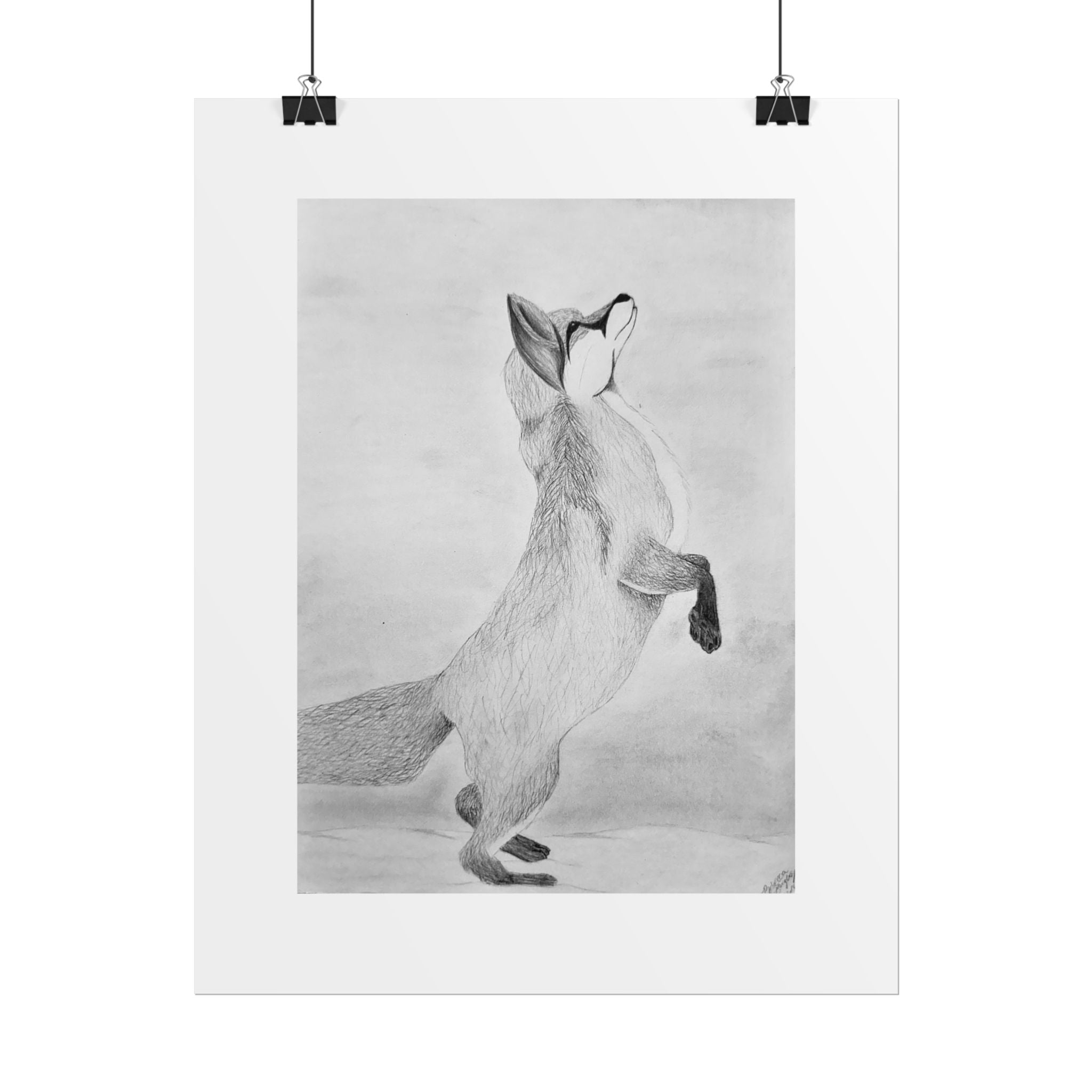 "Fox Study" Limited Edition Print