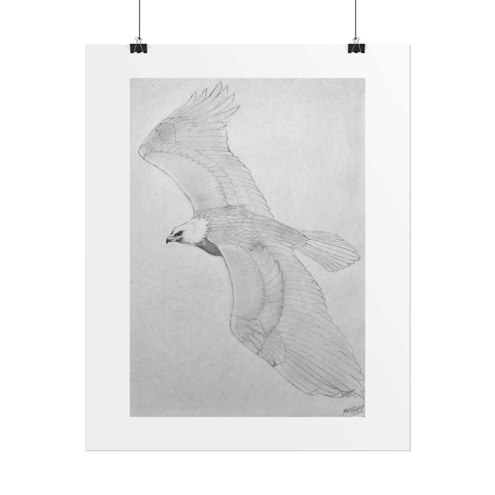"Eagle Study" Limited Edition Print