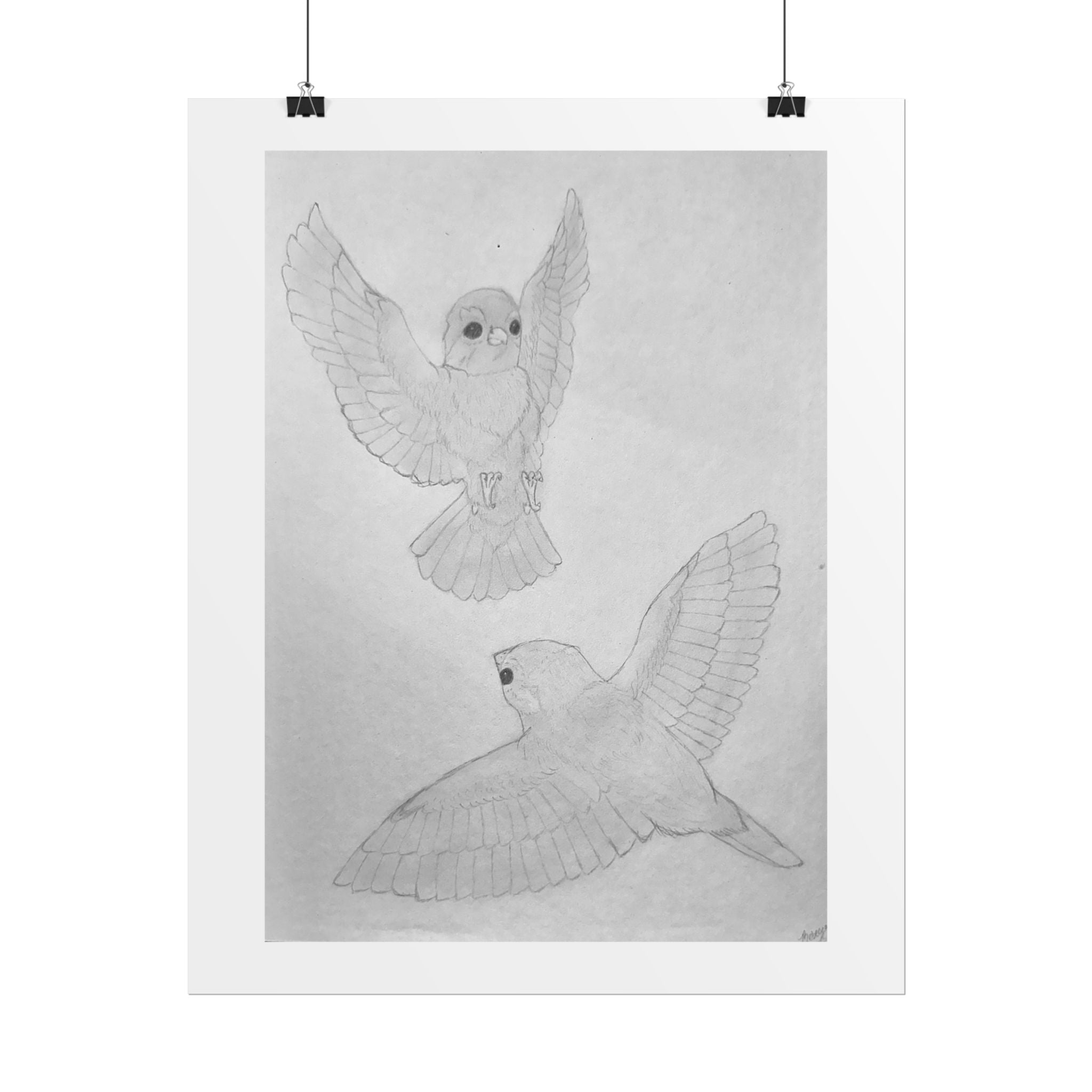 "Finch Study" Limited Edition Print