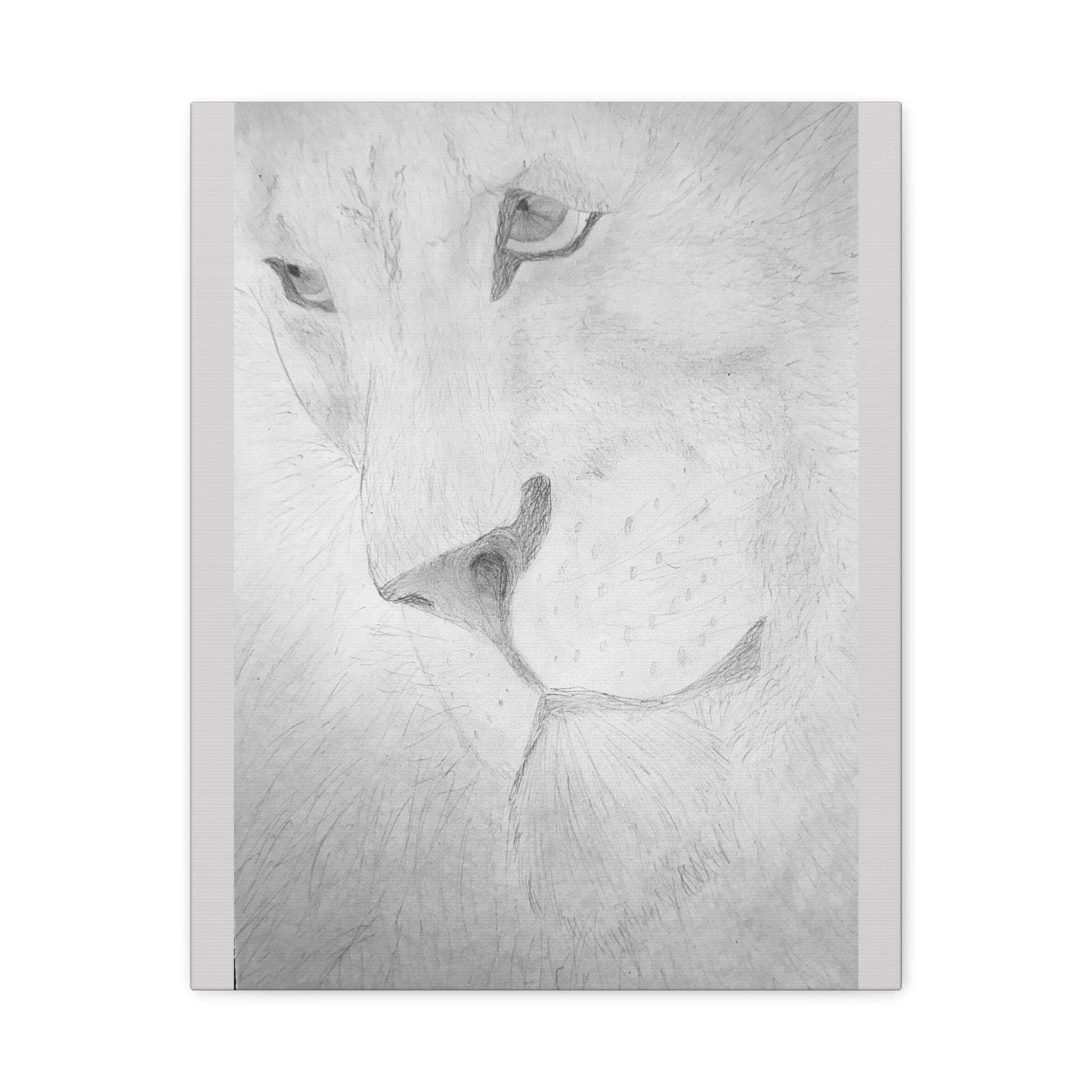 "Lion Study" Stretched Canvas