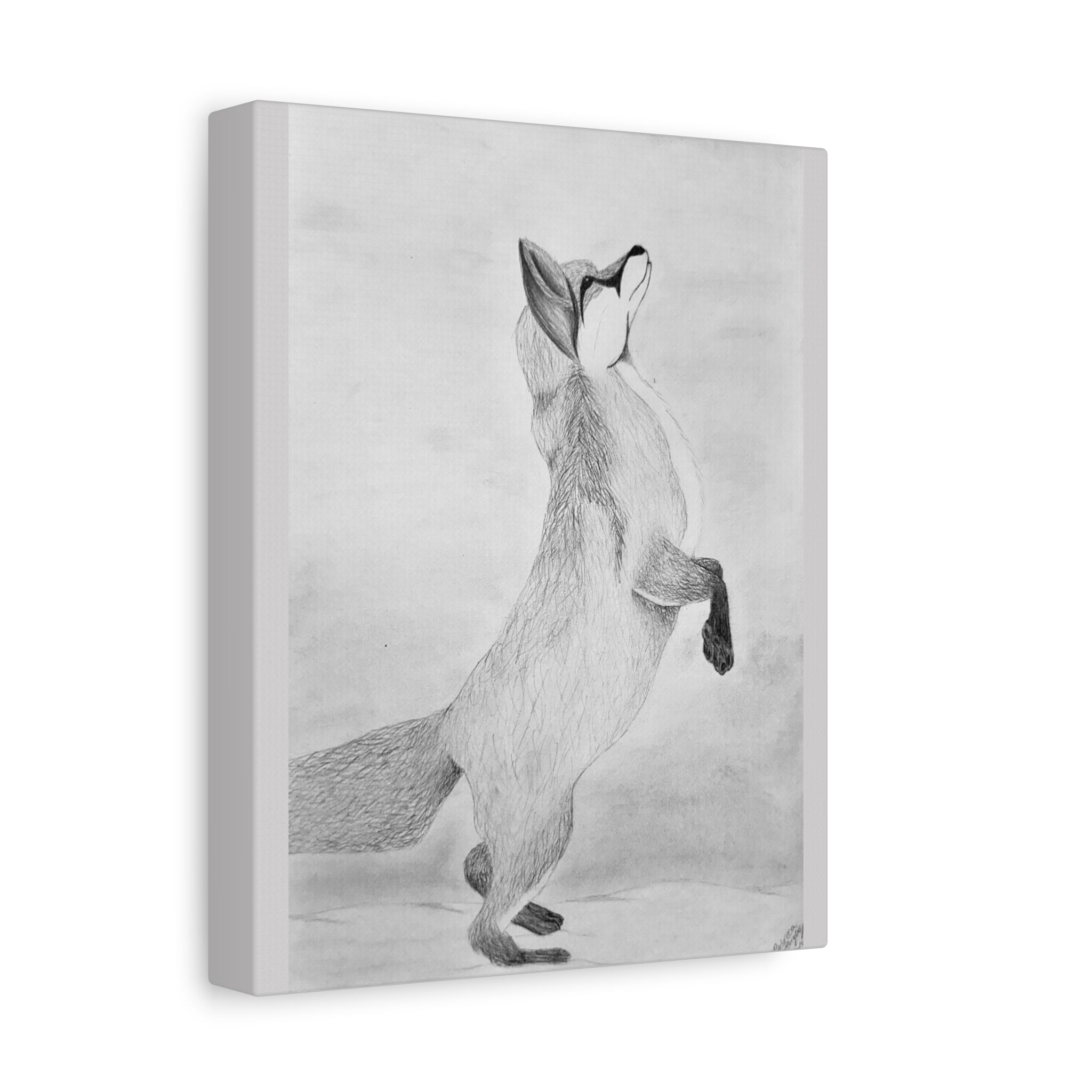 "Fox Study" Stretched Canvas