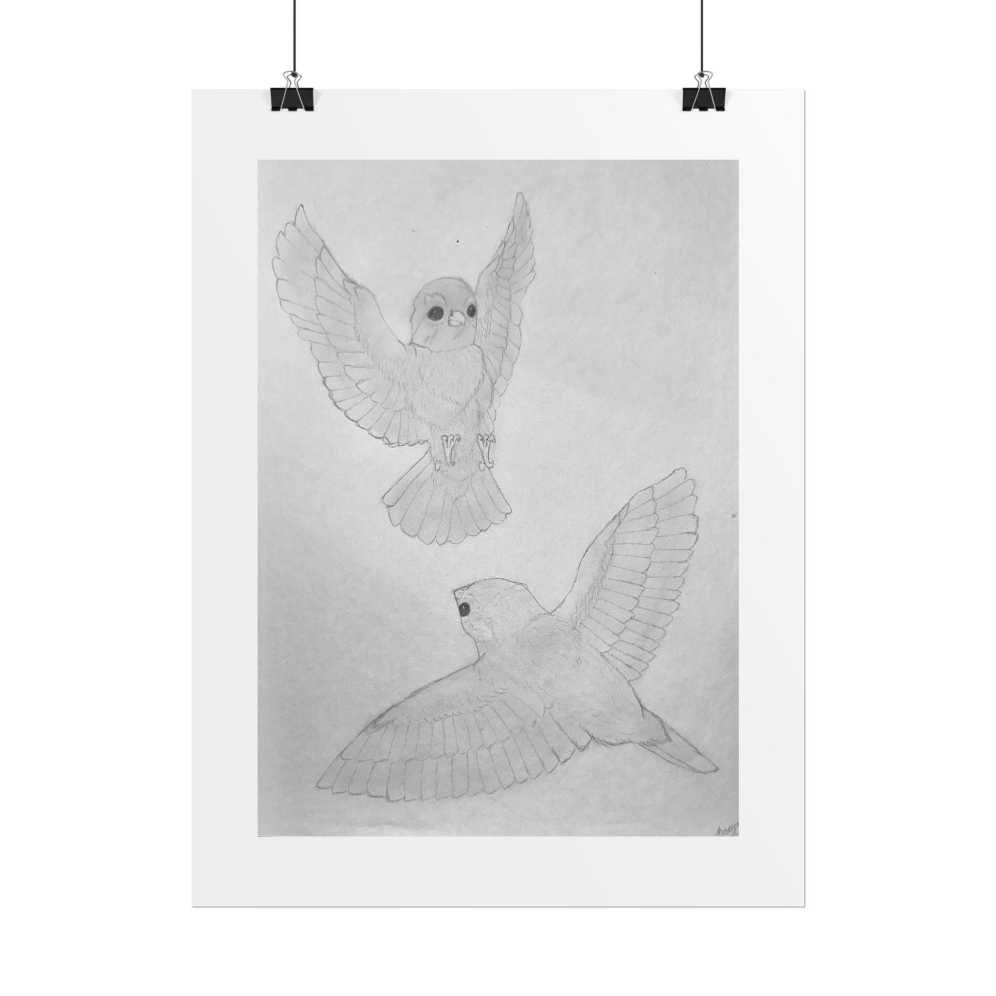 "Finch Study" Limited Edition Print