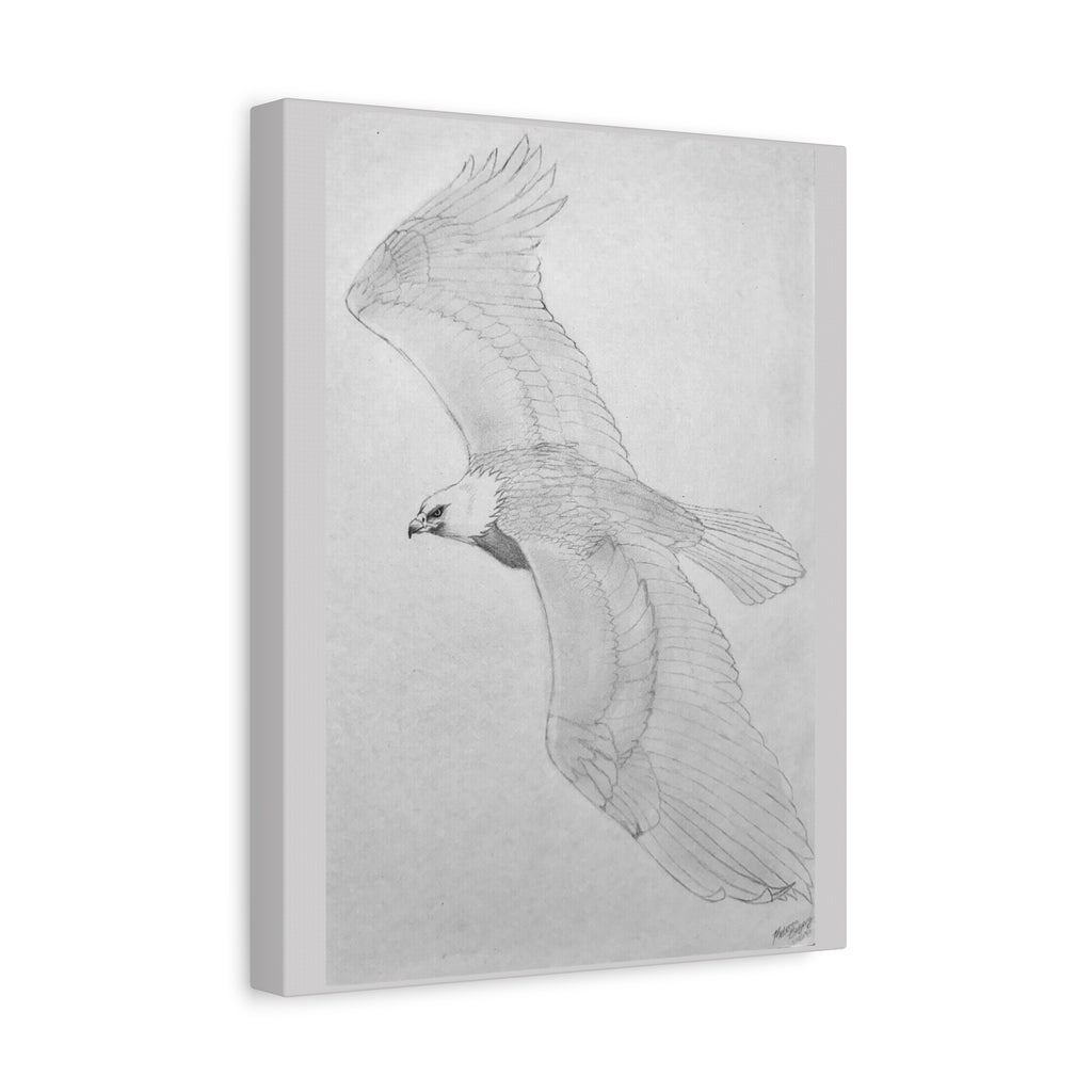 "Eagle Study" Stretched Canvas