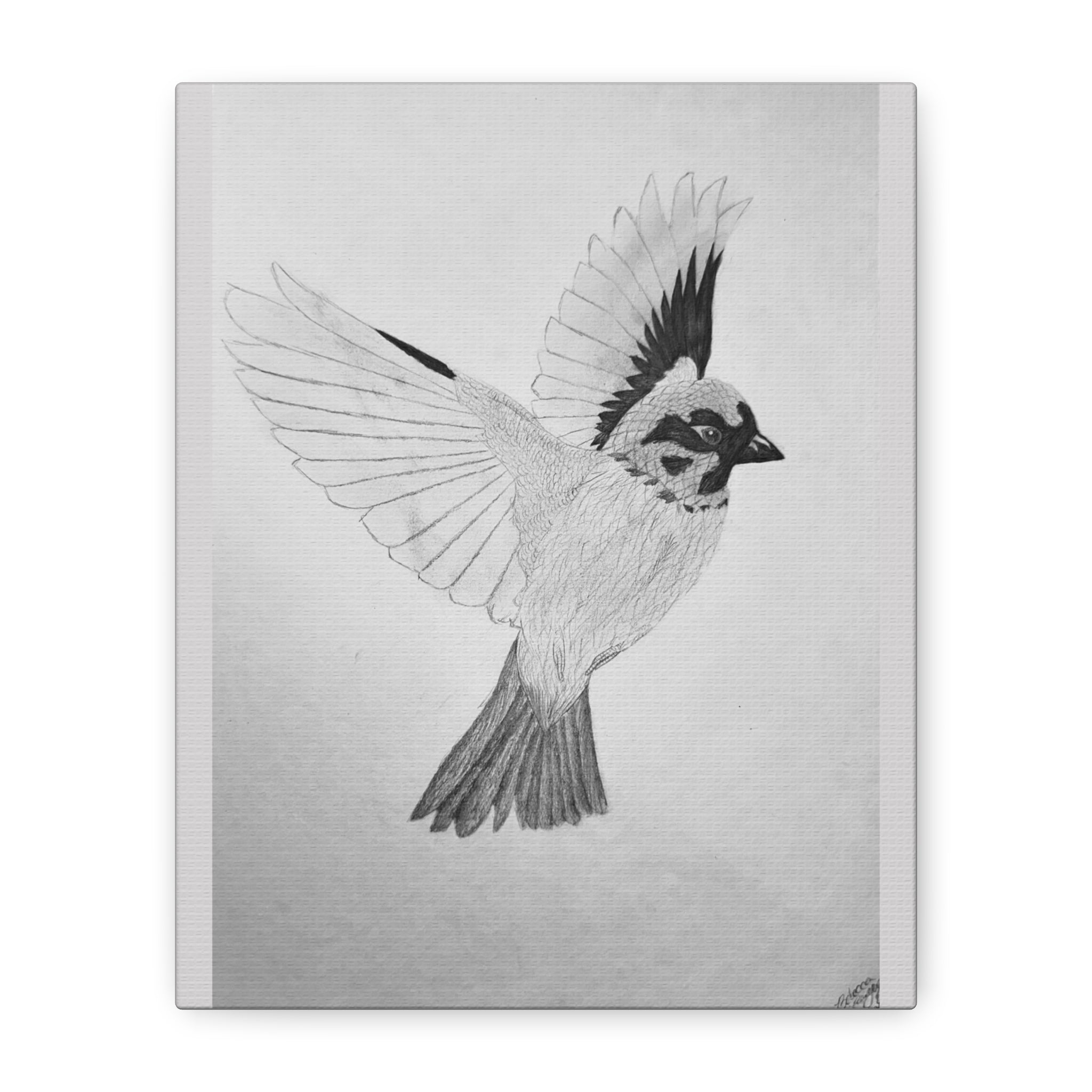 "Songbird Study" Stretched Canvas