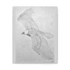 "Eagle Study" Stretched Canvas